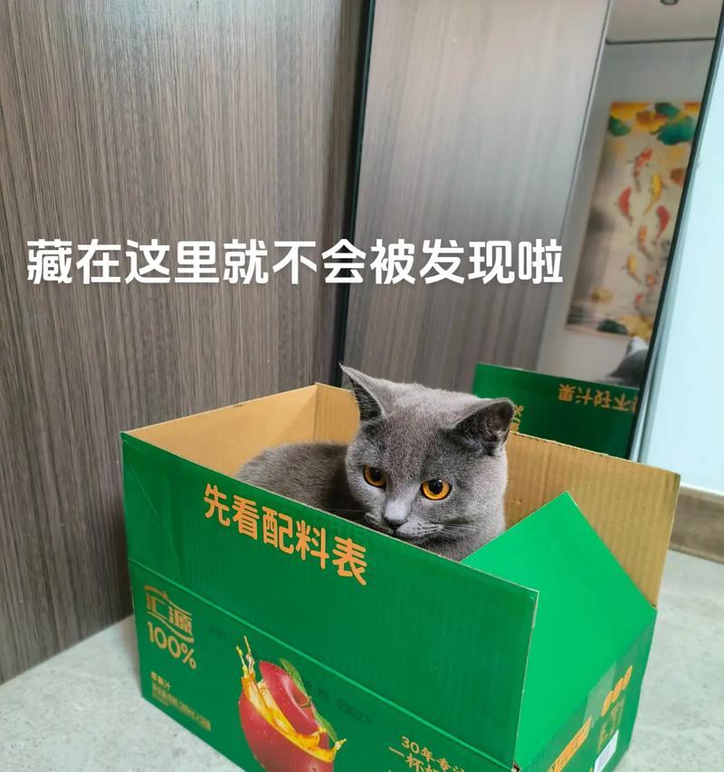 猫咪热衷的盒子世界（探索猫咪喜欢盒子的原因及意义）