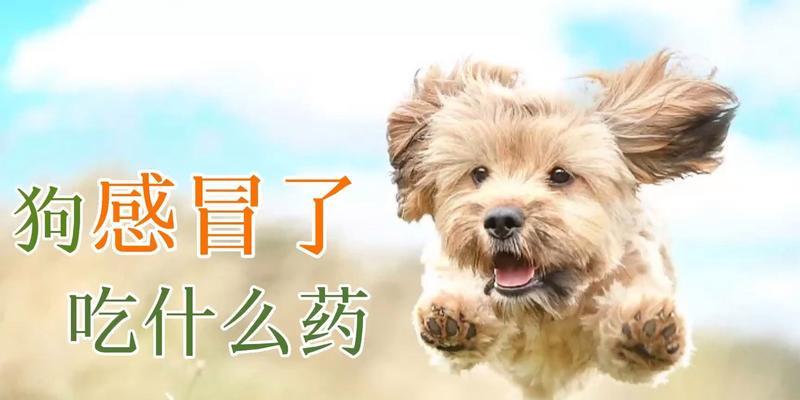 怀孕狗感冒了，如何选择合适的药物治疗？