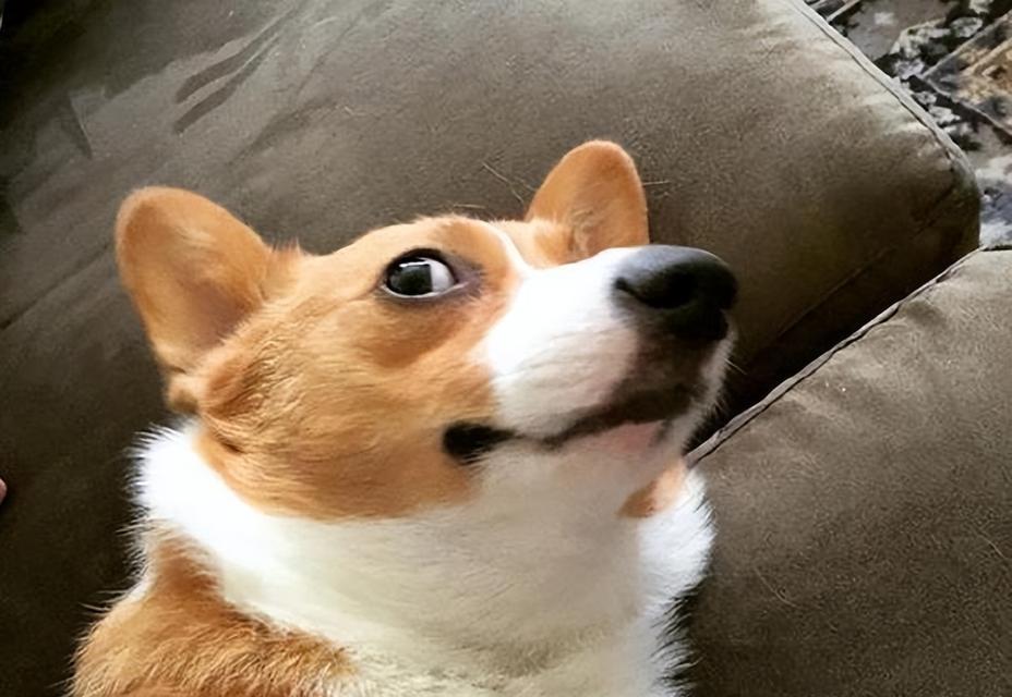 如何选择适合的柯基犬？（挑选柯基犬时需注意的关键要点和技巧）