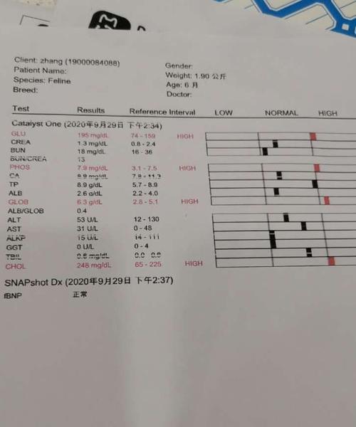 小猫医院的全面检查内容（了解你的小猫健康状态的必要步骤）