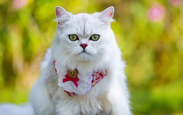 探秘赛级波斯猫的优雅之美（追寻优雅与高贵，赛级波斯猫的迷人魅力）