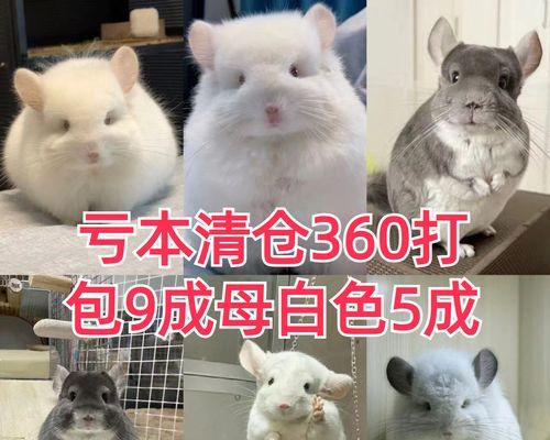 如何准备养龙猫的必需品（打造舒适宜居的龙猫之家）