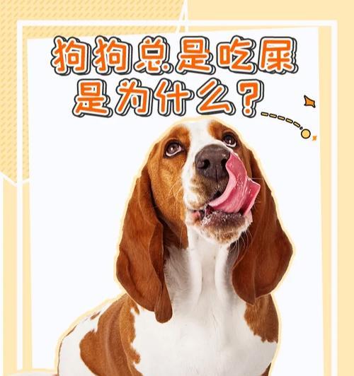 解决狗喜欢大便的问题（探究狗狗为何喜欢大便及相关解决方法）