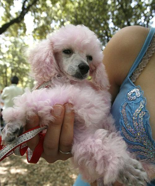 泰迪犬和柴犬的相似之处（探寻泰迪犬和柴犬之间的共同特征与行为）