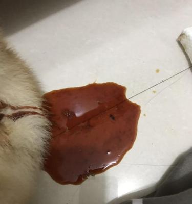 狗狗细小治愈后的饮食指南（让狗狗康复更快乐）