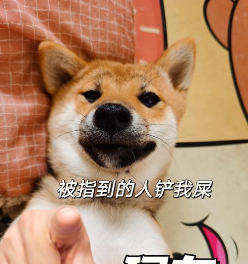 揭秘狗狗咳痰（狗狗咳痰是怎么回事？如何帮助你的爱宠缓解症状？）