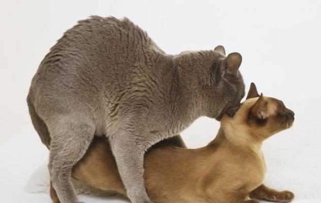 公猫为何总是喜欢找母猫？（探究公猫寻找母猫的原因与行为）