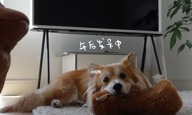 狗生长慢的原因及其（探究狗为何生长速度缓慢）