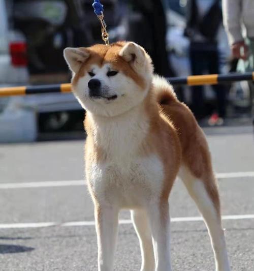 秋田犬（独一无二的秋田犬，忠诚伴随一生）