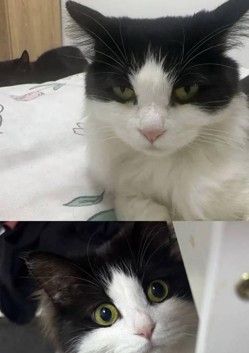 为什么要给猫结扎？（控制猫数量，促进猫的健康发展）