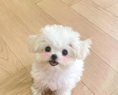 剃毛后的狗为何自卑？（探索狗狗剃毛后产生自卑情绪的原因及应对方法）