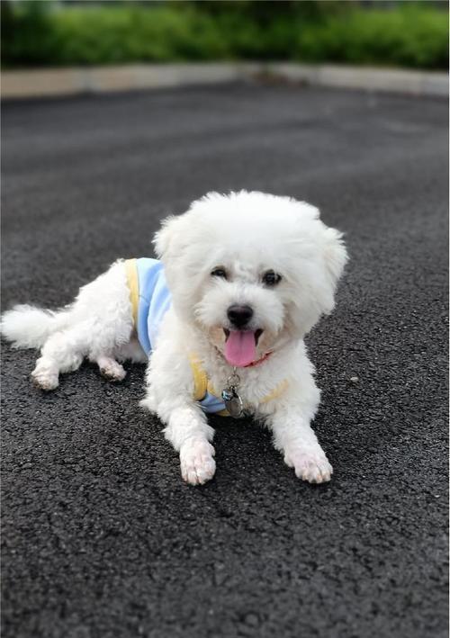 南方适合养什么小型犬？（寻找南方气候适宜的小型犬种）
