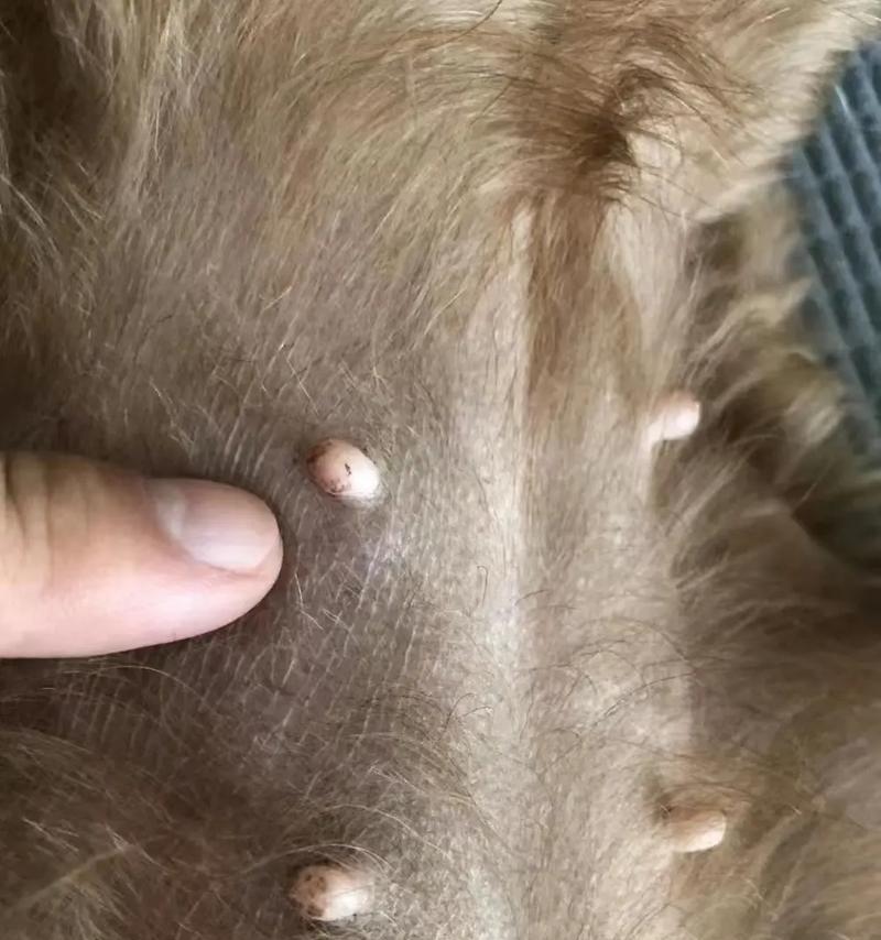 幼犬大肚子可能的疾病及治疗方法（探索幼犬大肚子的原因，提供有效的治疗建议）