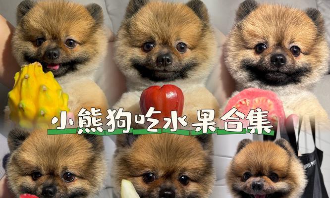 为什么狗不喜欢吃水果？（揭秘狗狗对水果的抗拒心理）