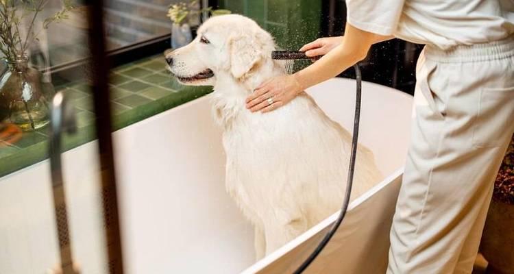 在家里给狗狗洗澡的注意事项（如何正确给宠物犬洗澡，关爱它们的健康和幸福）