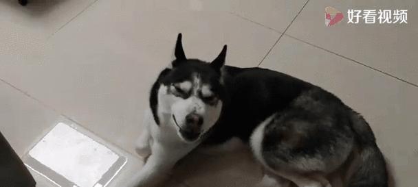 狗为什么装死？（揭秘狗装死的原因和行为特点）
