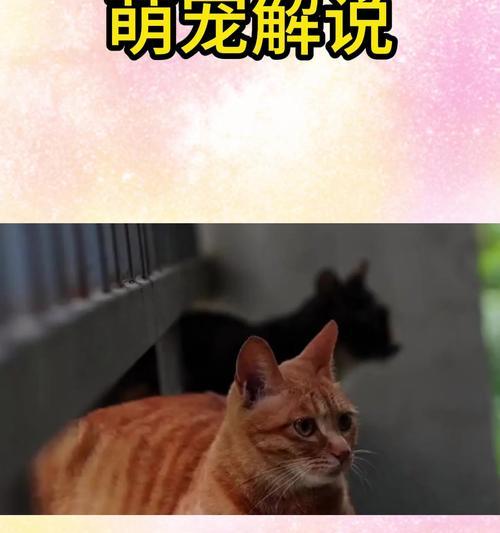 猫为什么总舔一个地方？（探寻猫咪舔地毯的原因及解决方法）