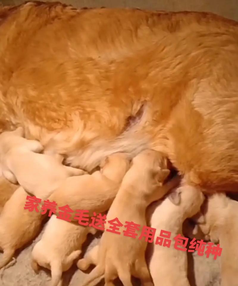 金毛养在家里的最佳选择（为你的金毛提供舒适的生活空间）