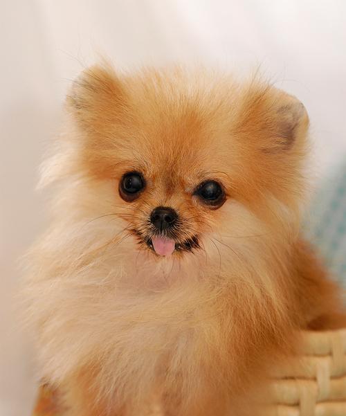 博美犬为什么会频繁出现低血糖？（探究博美犬低血糖的原因及预防方法）
