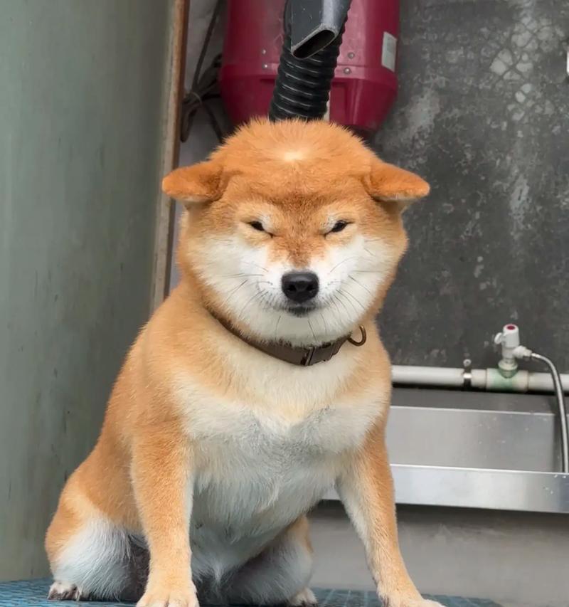 揭秘狗狗耳朵为什么总是抖（探寻狗狗耳朵抖动背后的奥秘）