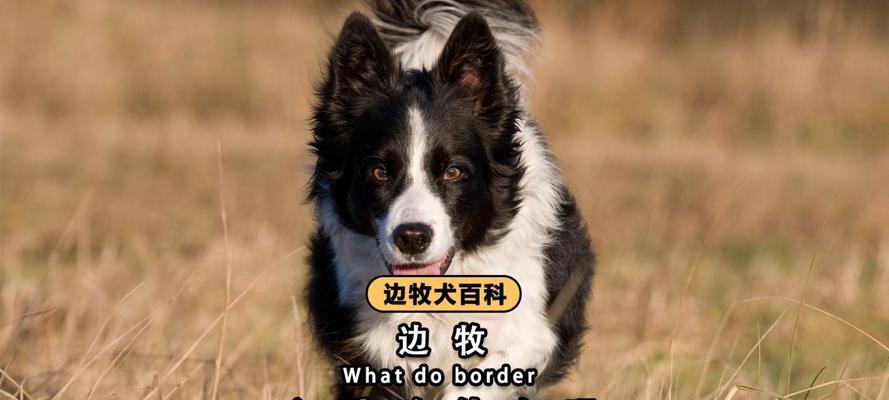 六个月大的边牧的饮食需求（满足营养需求，助力成长）