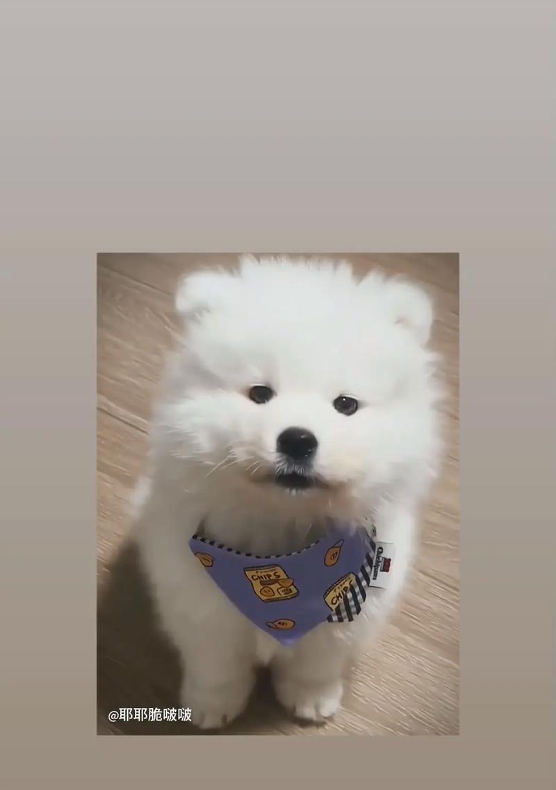 探讨博美为什么不爱喝水的原因（为什么博美犹豫不爱喝水？解密博美不爱喝水的真相）