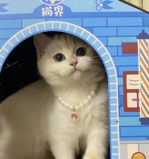 探秘以渐层猫的奢华与精致（珍稀品种以渐层猫的魅力与价值）