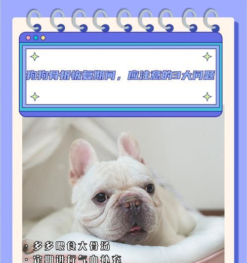 狗狗适合食用的骨头类型及注意事项（为你的爱犬选择合适的骨头）