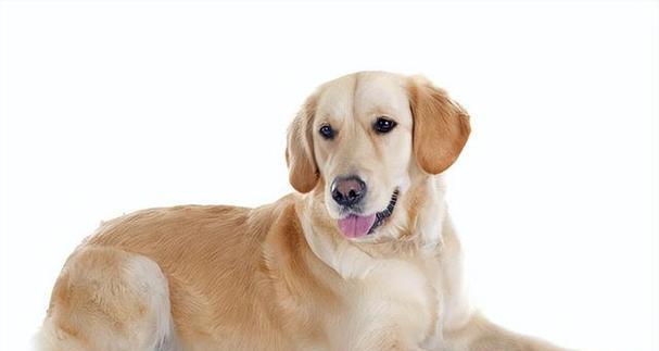 探索吉娃娃犬（小狗也能大有作为，了解吉娃娃犬的魅力）