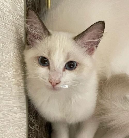 猫耳朵大的问题（探究猫耳朵大的原因及可能引发的健康问题）