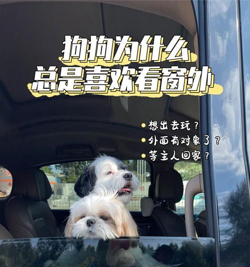 为什么有些小狗会害怕其他狗？（探索小狗对狗类的恐惧原因及应对方法）