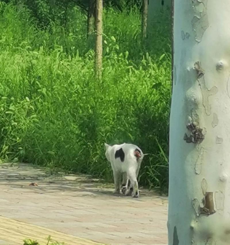 猫尾巴根坏的原因及处理方法（探索猫尾巴根损坏的各种原因和有效的解决方法）