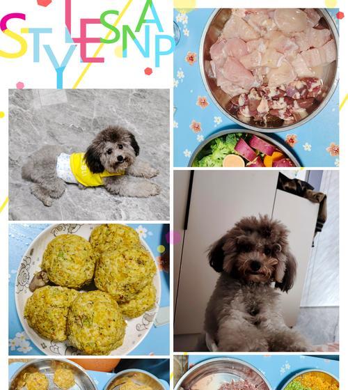 宠物泰迪的饮食指南（初生泰迪宝宝如何科学饮食）