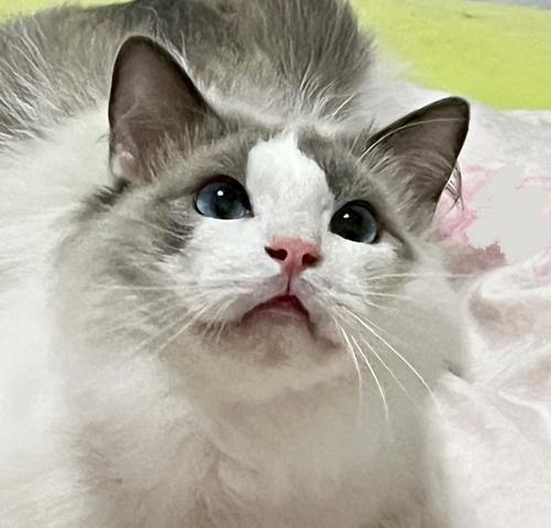 猫咪手术前的必要准备（充分准备是为了宠物的安全与健康）