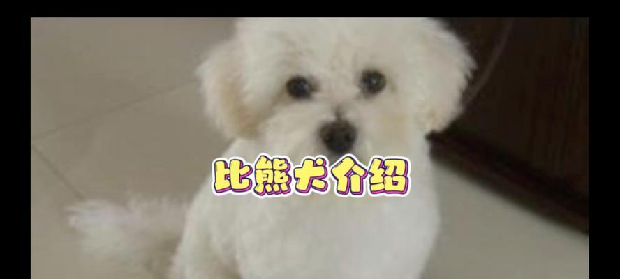 如何为公比熊取一个好听的名字？（以公比熊起名要注意什么？）