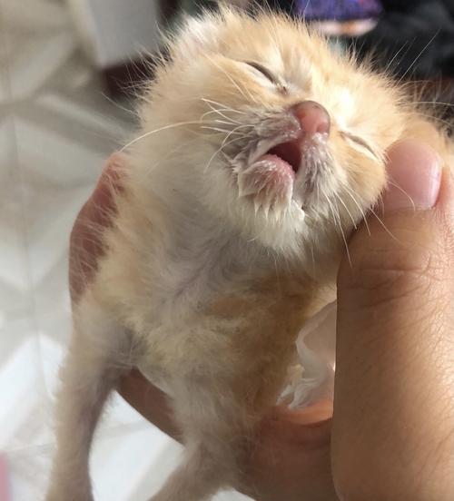 猫血糖高的原因及预防方法（深入探究猫血糖高的原因和如何预防）