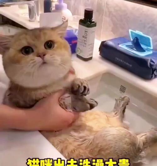 猫咪洗澡全攻略（了解猫咪洗澡的最佳选择）