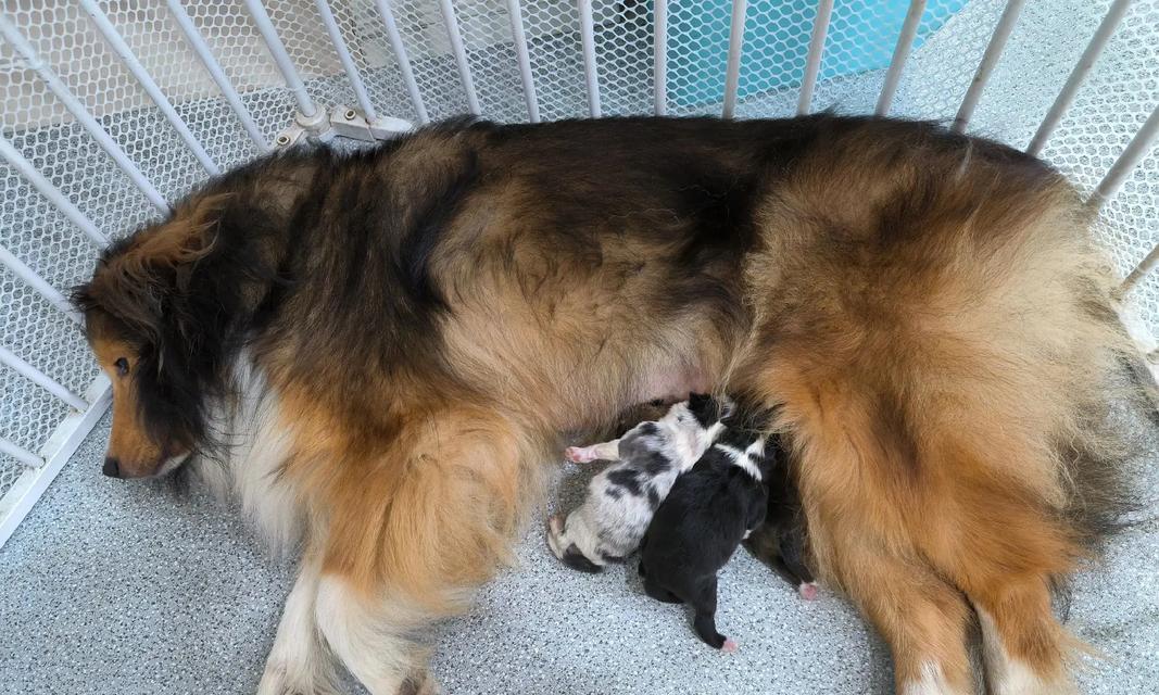 纯种牧羊犬购买指南（价格、选择与饲养要点）