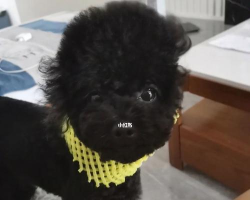 黑色泰迪爪子的魅力（探寻黑色泰迪爪子的神秘之处）