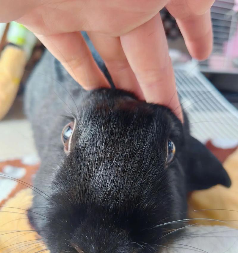 长胡子的狗——威尔士柯基犬（一只独特而可爱的狗犬品种）