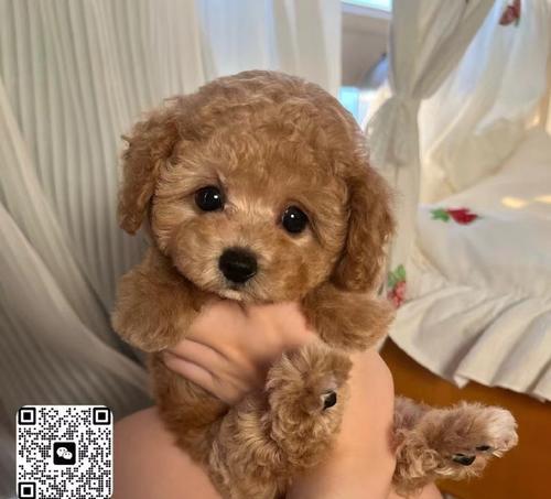 贵宾犬色（探索贵宾犬不同色型及其特点）