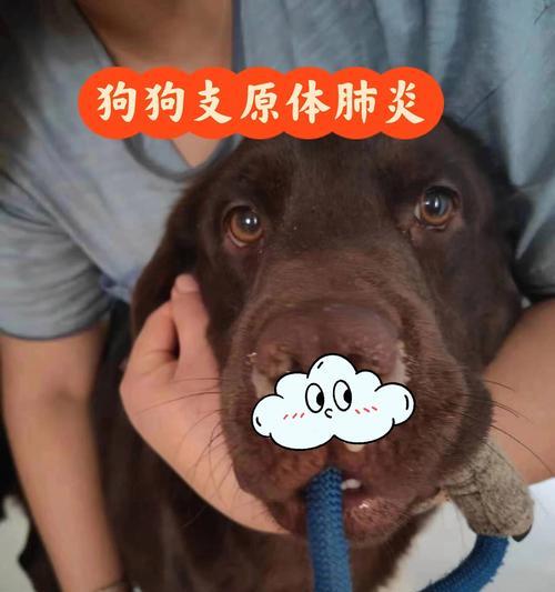 狗肺炎应该用什么药治疗？（了解狗肺炎的关键是选择正确的药物治疗。）