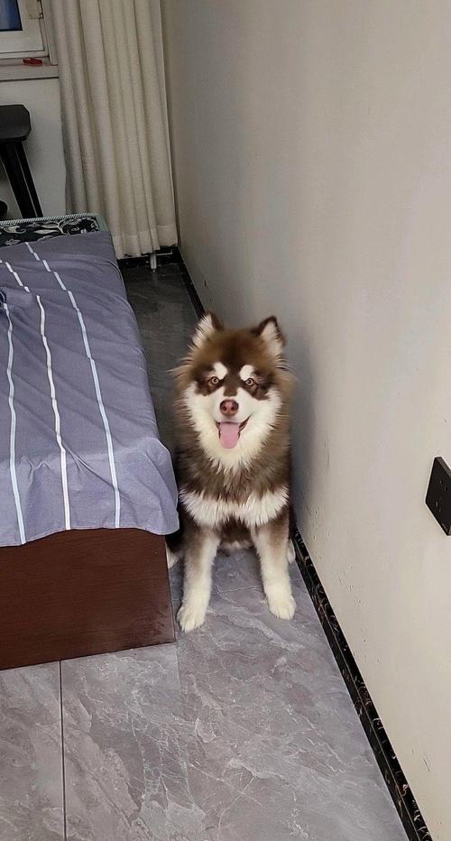 博美母犬难产的症状及处理方法（详解博美母犬难产的常见症状及应对策略）