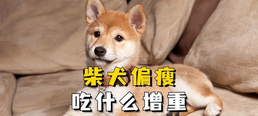 狗狗生病时的营养补充（保持狗狗健康的关键食物）