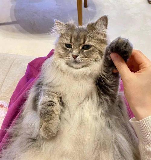 长毛猫品种的魅力（了解长毛猫品种的特点与养护）