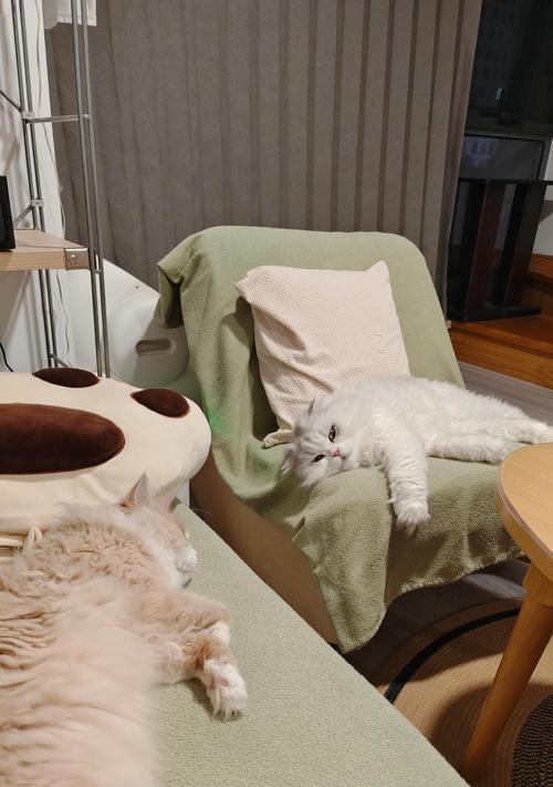 为什么不能同时养两只猫（探讨养两只猫的问题及挑战）