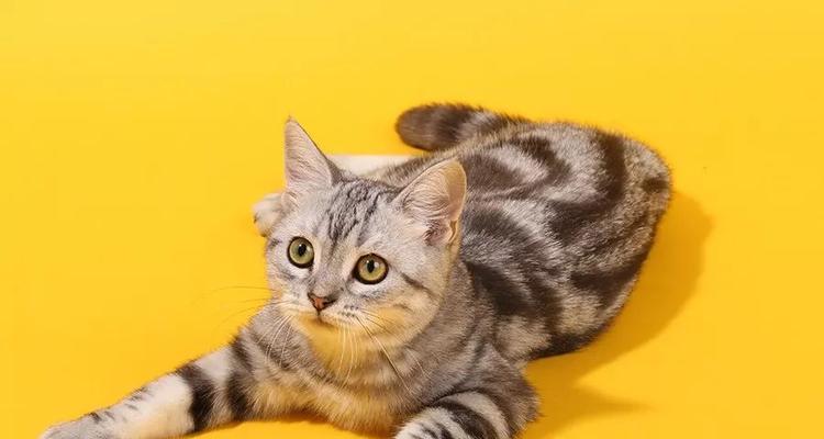 猫抑郁症的药物治疗（探讨猫抑郁症的药物治疗方法及注意事项）