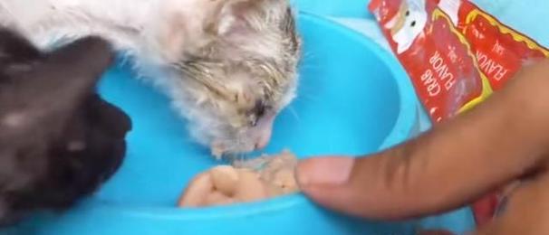 小猫生下来要注意什么？（养猫新手必读，帮助小猫健康成长）