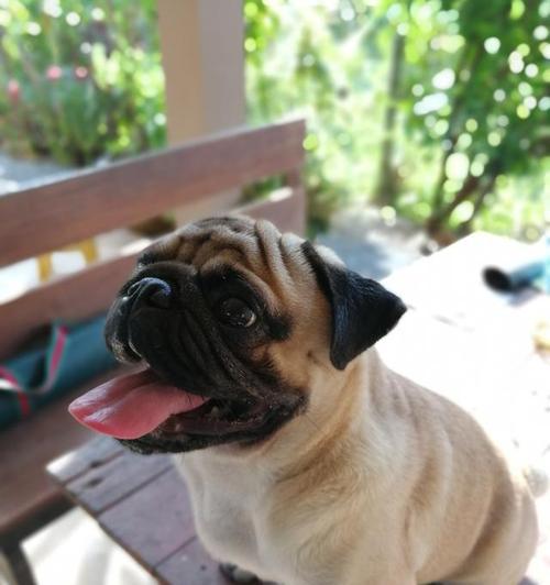 「与巴哥犬相似的狗种——狗嘴巴长的跟巴哥犬一样」（发现巴哥犬嘴巴特点与其他狗种的共通之处）