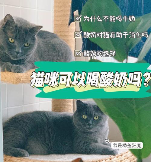 三个月大的猫可以喝什么酸奶？（探究适合三个月大猫喝的酸奶种类和注意事项）